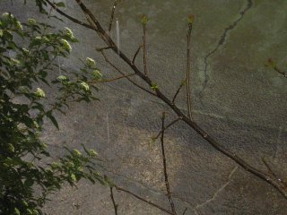 Detalle de un charco, lluvia en Valladolid, 4-04-2005 11:00